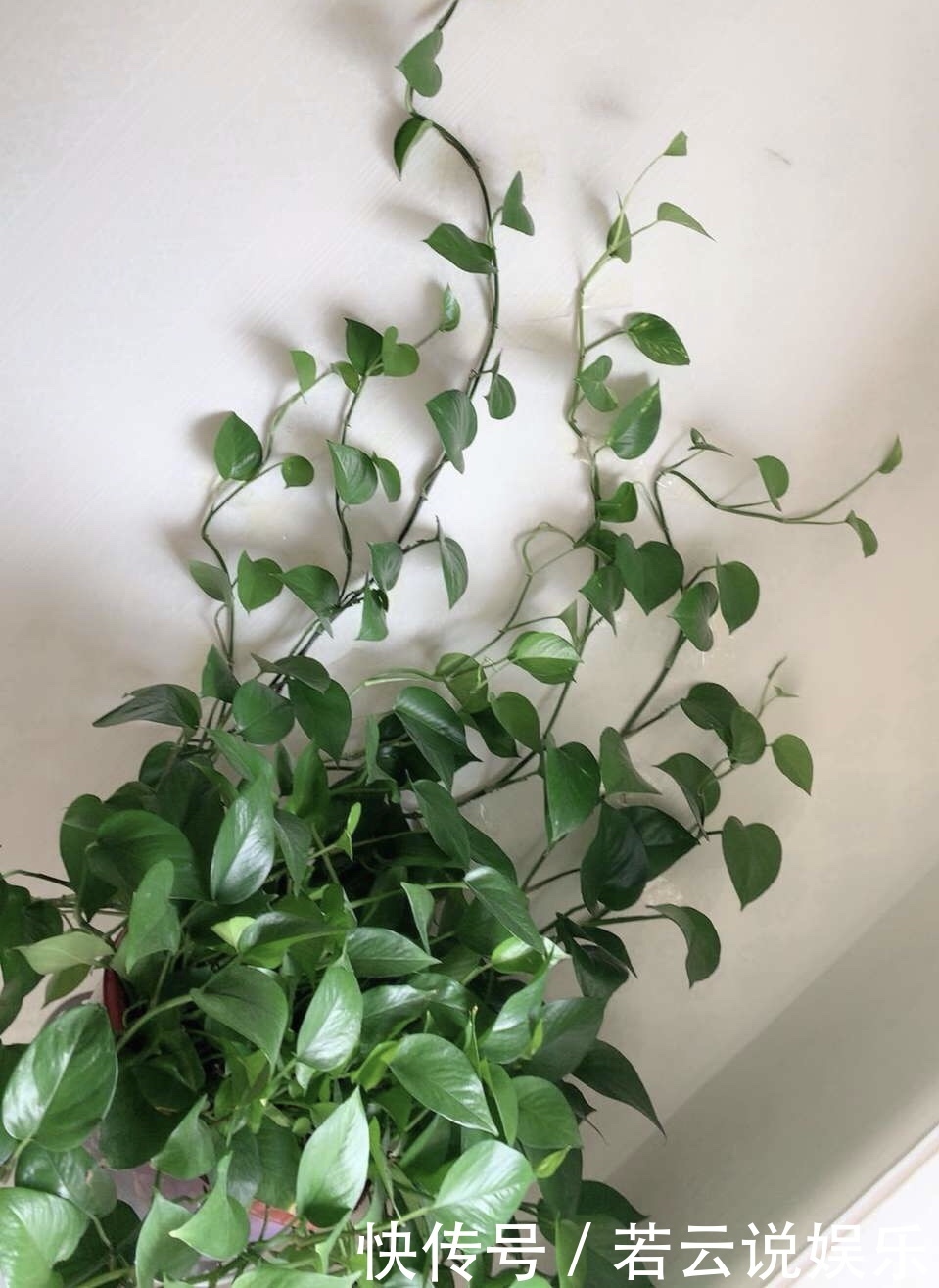 此“药片”谁家都有,秋天养花来1片,吊兰、绿萝“疯长”