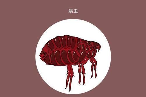 油脂|鼻子两边经常挤出的“白色长条”,是什么东西?教你告别草莓鼻