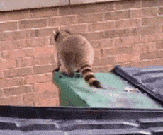 |搞笑动图:看我一动一动的猫耳朵,帅不!