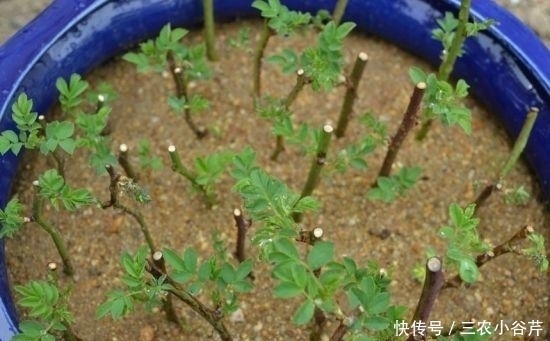 这是“天然”生根剂,路边捡一把,泡在水里,生根快速,浇花也旺