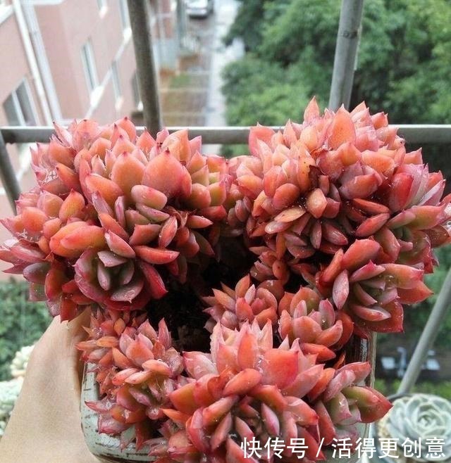 一个盆种一棵多肉好,还是拼盘好记住一点,壮又美,长爆盆!