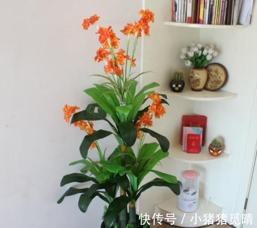 厨房|厨房里的小苏打用作养花,可搞定4点问题,让它们越长越旺
