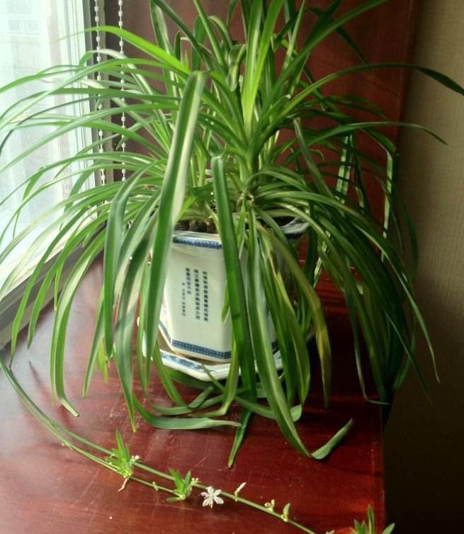 浇水|吊兰最爱喝“它”，十天喂一次，叶子翠绿两指宽，小吊疯长还开花