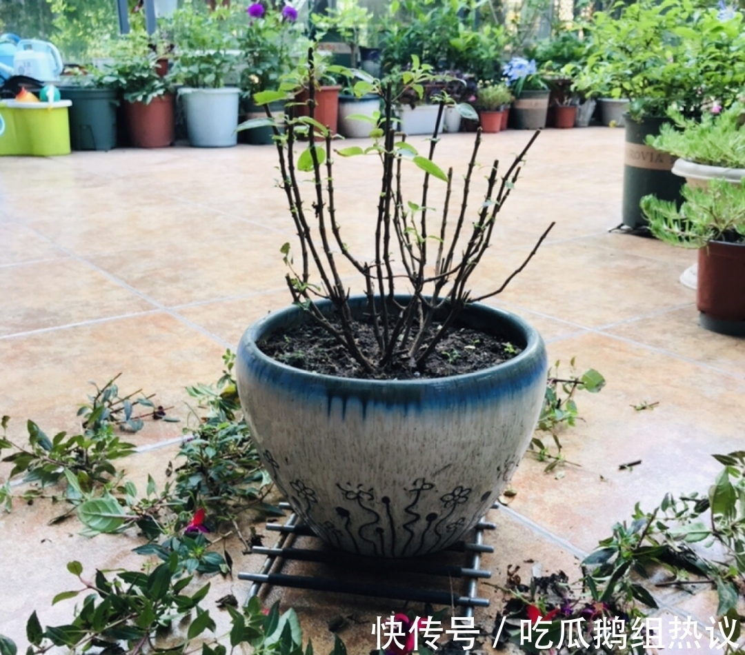 种花|9种花,夏天休眠了,一定少浇水,否则越浇越死