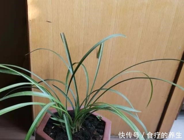 花肥|教你自制2种“磷肥”，给兰花用上，促花又促芽，长势旺！