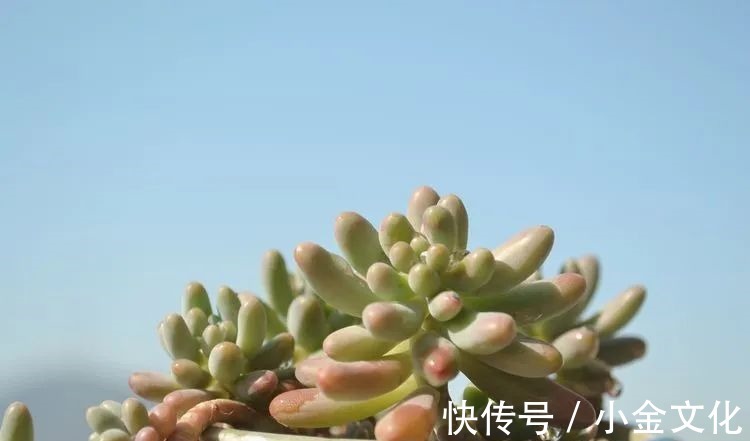 以阳光为滤镜,蓝天为背景,期待拥抱春天,拥抱自然!