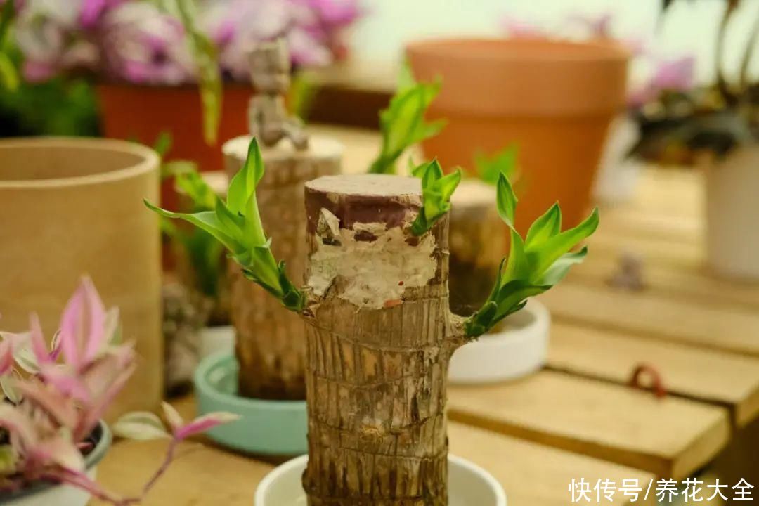  恩州养花者|门口种了富贵竹，长到3米高，路过的都站着看