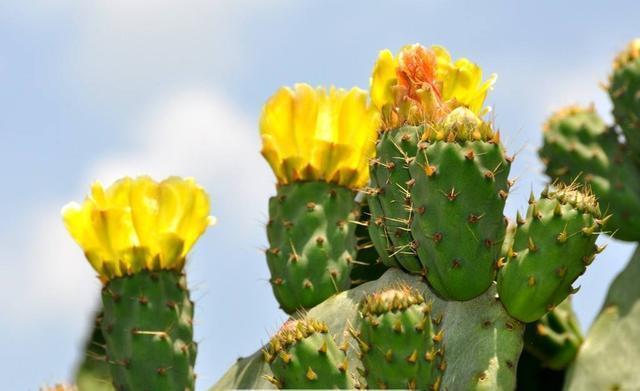 观音掌@千手观音掌,长到一米高,层层叠叠满“巴掌”,一层黄花一树果
