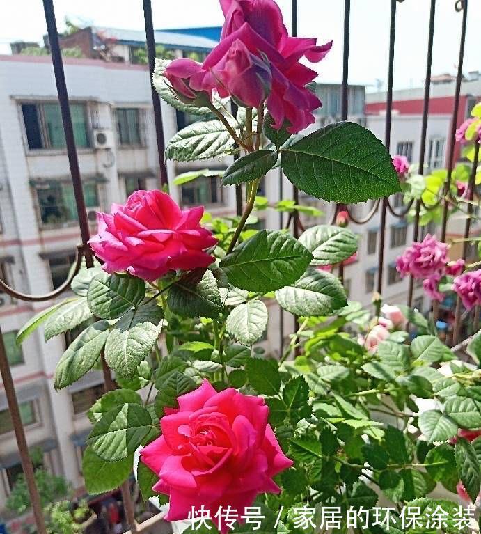 过冬|两种“耐寒花卉”,冬季可室外过冬,不怕冷,开花多