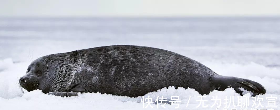 海豹|苏武牧羊 居然是生活在人间仙境!