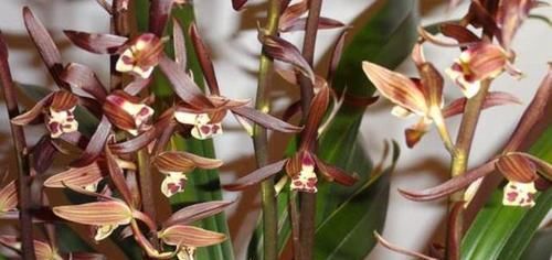  兰花|开花量最大的兰花，一盆轻松能开40朵，花色神秘，放哪儿都是风景