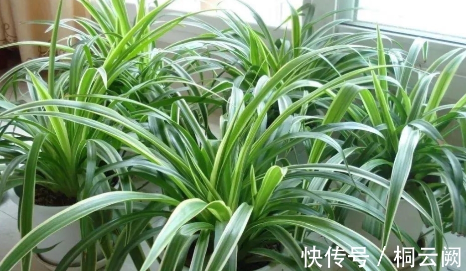 这4种植物虽适合园艺新人练手,但想养好,却需掌握住浇水的诀窍