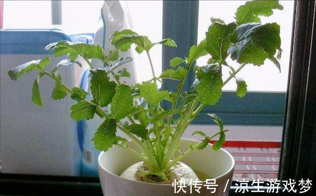 9种蔬菜根别扔掉,15天变盆景,吃不完就留着欣赏