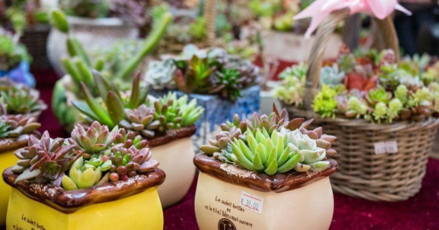 养多肉，用泡沫箱扦插育苗、做拼盘，该注意什么？