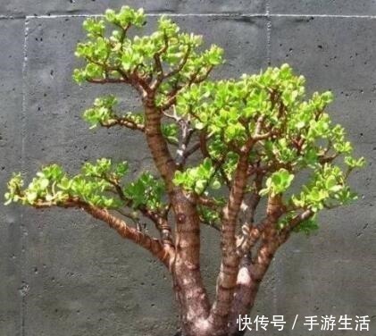 银杏树|明白人都养“3种树”,看着很“普通”,殊不知,越养越“值钱”!