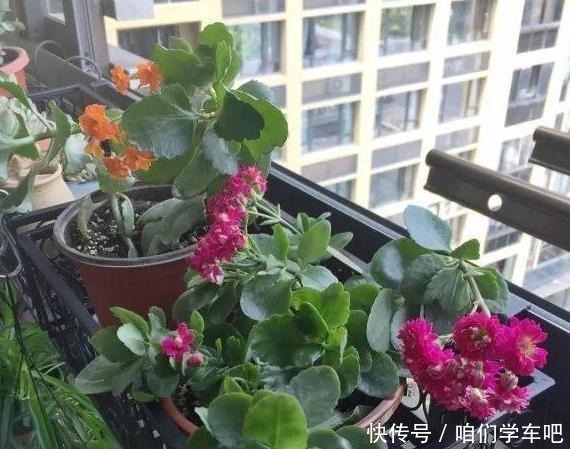 花农养花为啥成本这么低学会用小苏打,几十盆都花不了2块钱!