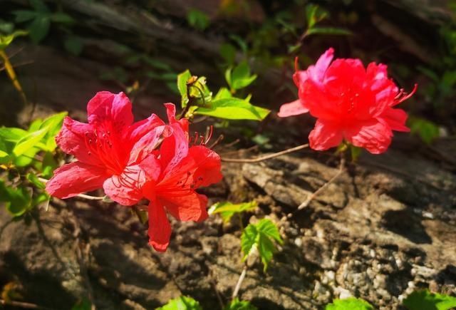 人间四月芳菲尽，万和杜鹃始盛开