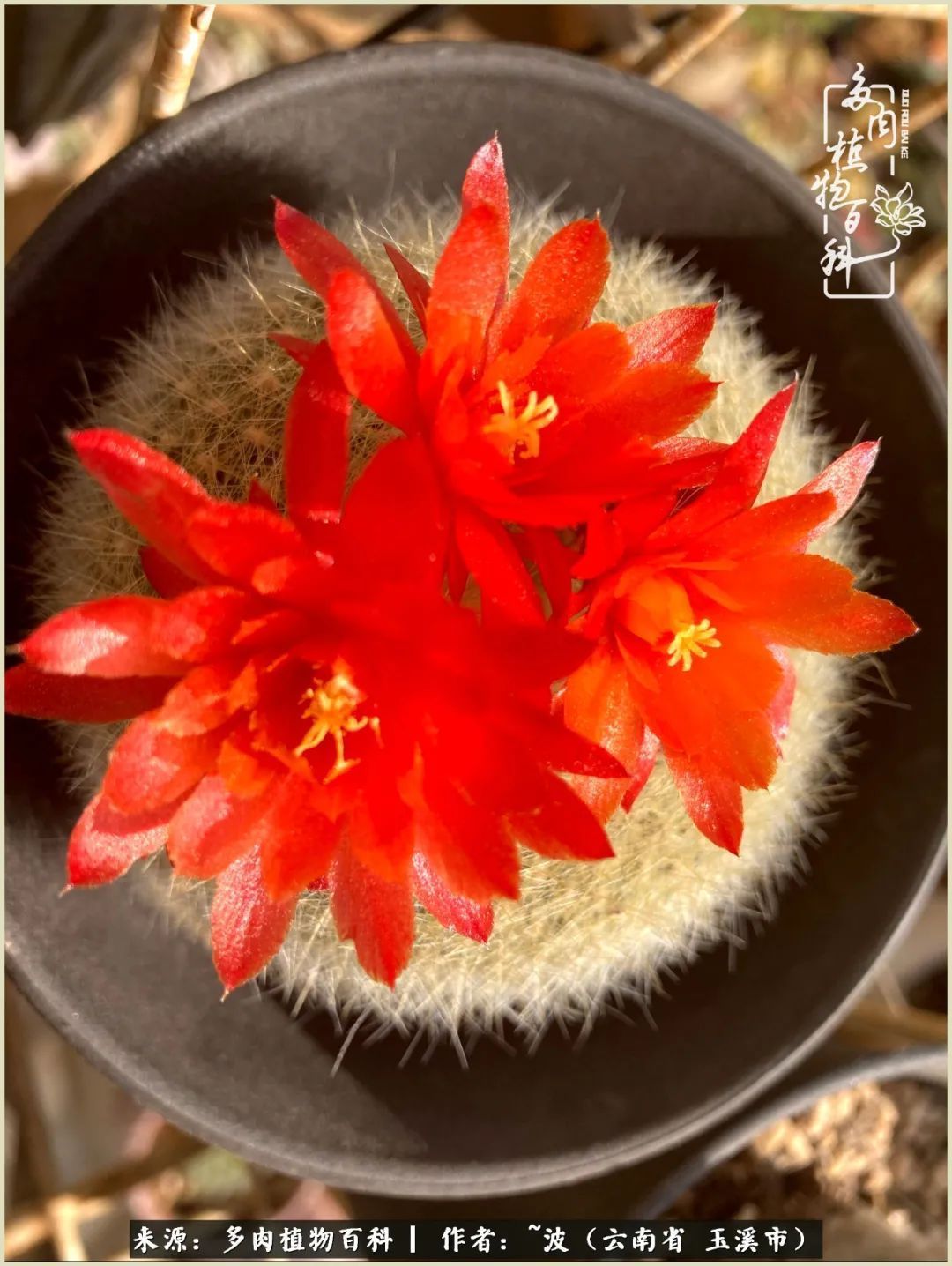 多肉|遇见即美，花事未荼蘼！种一桌子多肉，看花开花落！