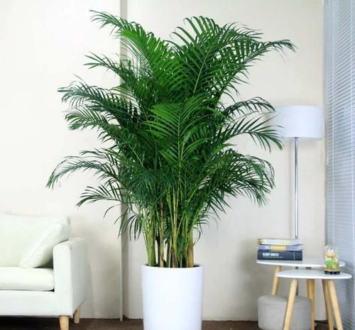 芦荟|5种盆栽夏天不休眠,大水大肥的伺候,越热反而长势越旺