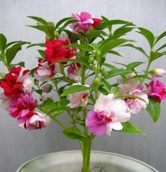 4种花好养易活，旺财又养人，看了就让人沉醉，年年开花不断，美