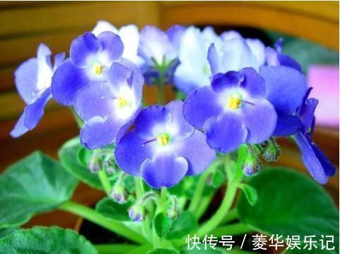 氟化氢|春节过后养几款艳丽的花卉,花开芳香四溢,养家里赏心悦目