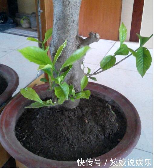 养了20年的栀子花，还能满枝开花，赶快来瞧瞧如何做到的！