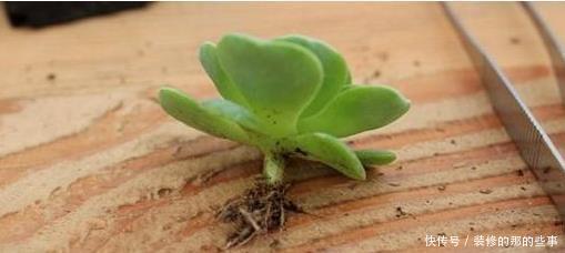 多肉换盆取不出来咋整?资深肉友:教你3招