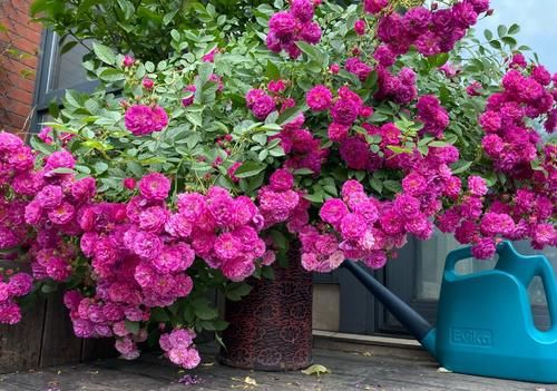 阳台养花，养棵“爆香紫”吧，打理简单，四季有花看，花香飘满屋