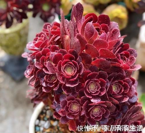 喜欢多肉就选这3款,好看又好养,最易长成高价老桩,适合新手!