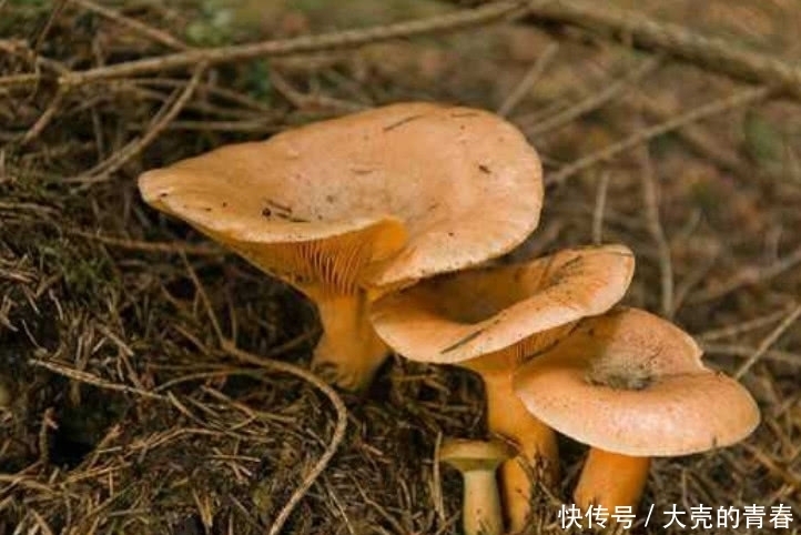 中这种野味被称为“年轮”,功效堪比人参,市面上很少卖