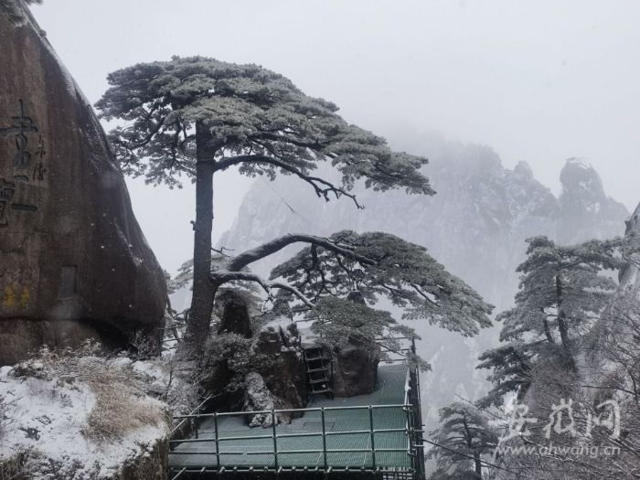 黄山风景区|黄山风景区雪景初现！降雪仍在持续