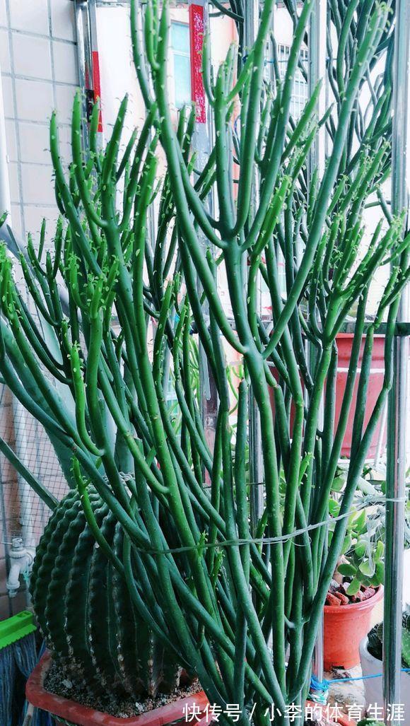 8种“小毒花”,叶子毒性大,家里若养着,光看别动它