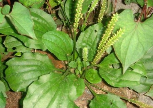草本植物|乡间路上都是车前草，属于一种绿色草本植物，对人体有什么好处