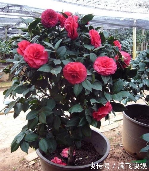 这几种花最适合现在扦插,一年最佳时机,几步就得到一阳台花海!