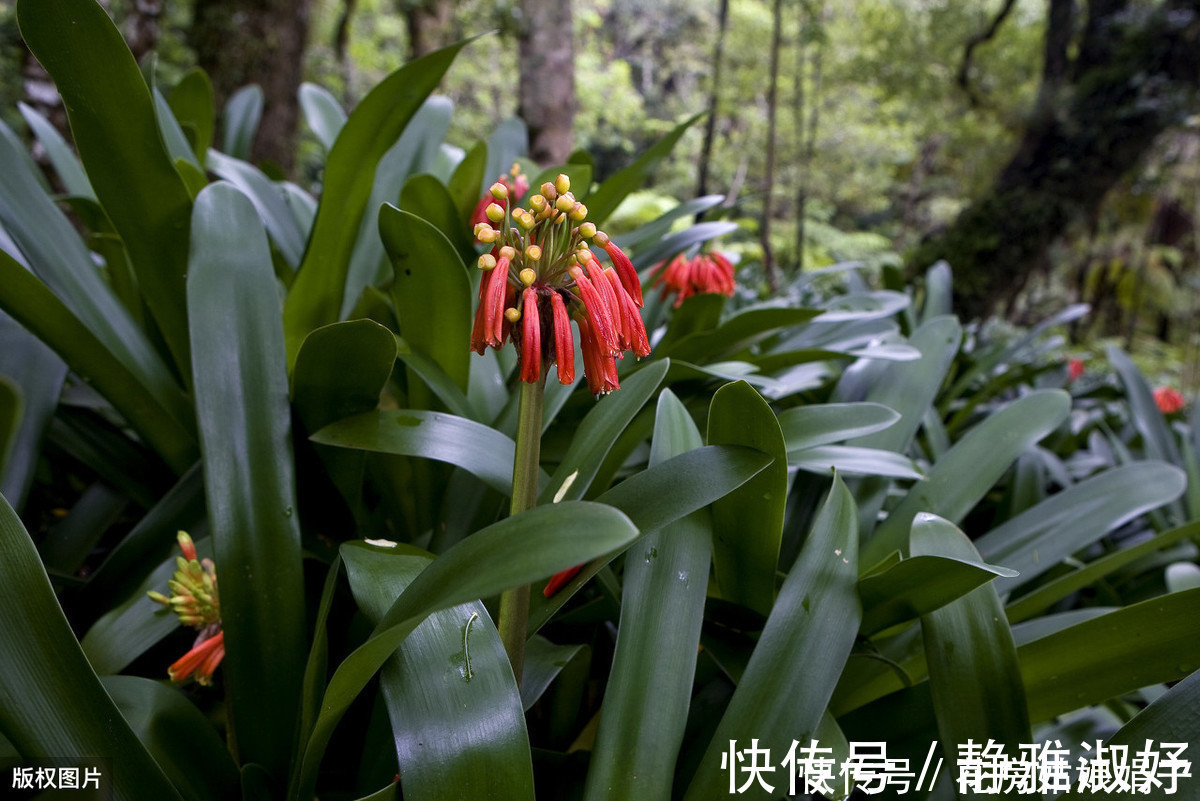 君子兰|爱吃醋的5种花,兑水喷一喷,叶子变得绿油亮,开花大又多