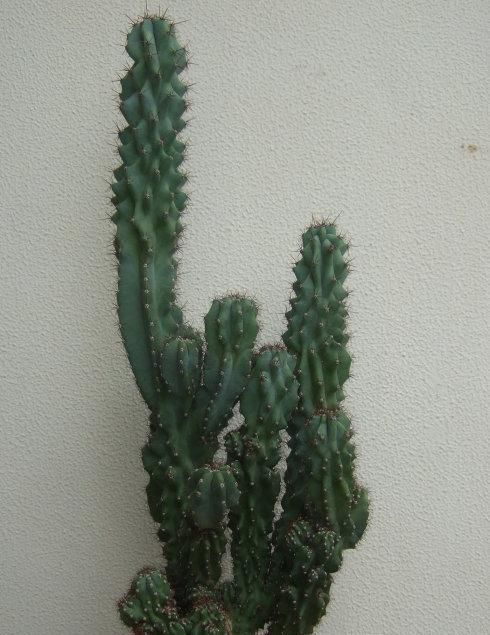 如何保存甜蜜的大气中的登山圈肉花盆这样的话,叶子就绿了