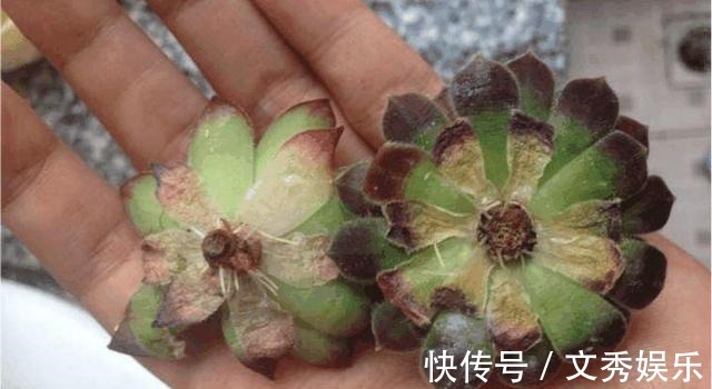 多肉怕水其实错了!5个科属的多肉“水培”以后,会长得更好