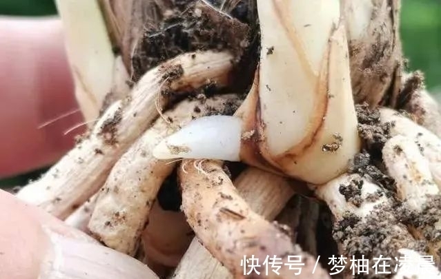 秋天兰花空根怎么办?这几种错误的处理方法,很难让空根再生根