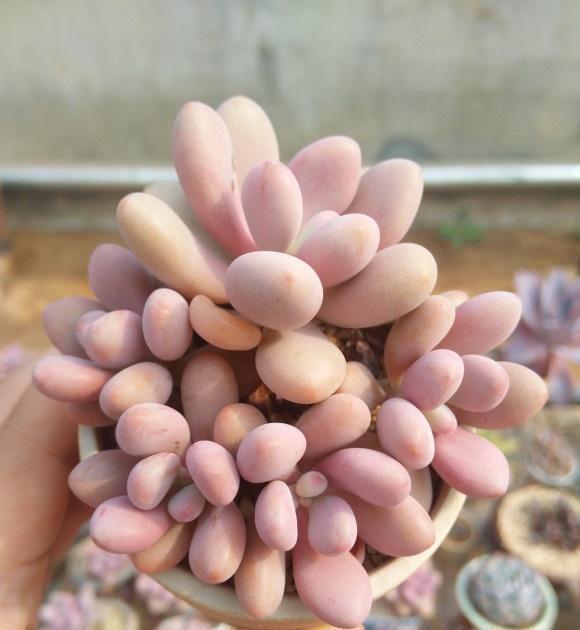 夏天|高温季节养肉肉,“控水”放在首位,花土越干燥,多肉越安全