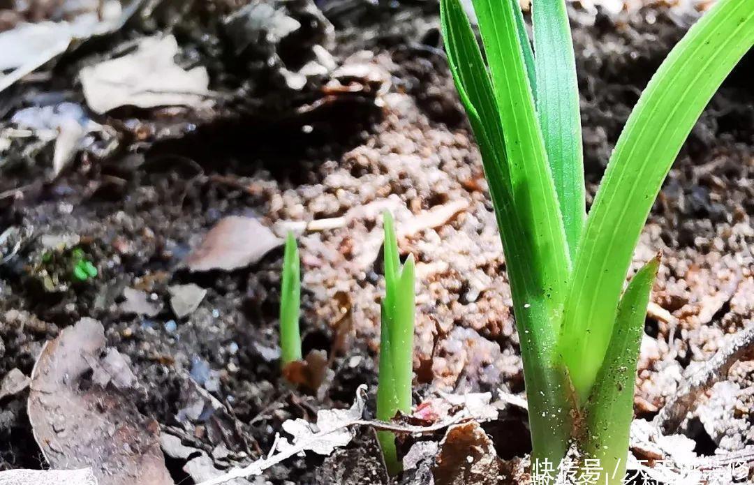 兰花喜酸还是喜碱？很多兰友虽明白，却都做错了