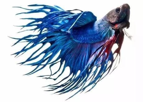 罕见|一组极罕见的动物照片;色彩缤纷的动物美极了