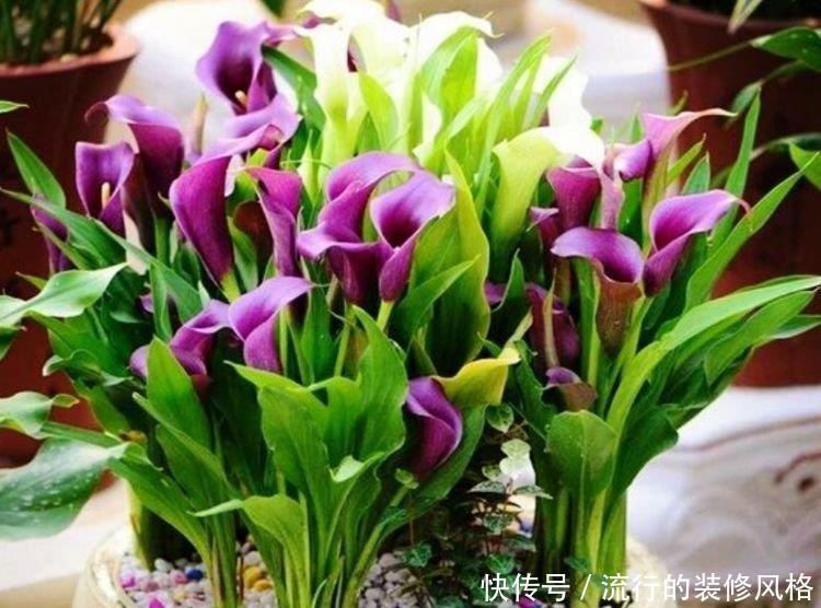 花卉|此款花卉,花艳易爆盆,开花幽香暗淡,家里养着上档次,花色鲜艳