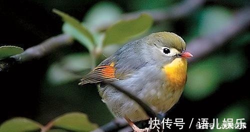 玩鸟&俗话说“钓鱼穷三年,玩鸟毁一生”,它下句才是精华,却鲜为人知