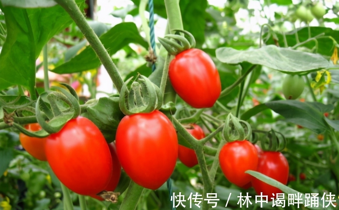 阳台盆栽番茄,记住一句“口诀”,就能结果五六层,果子大又红