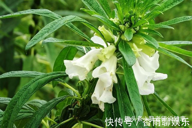 脱发|皮肤科主任最强“生发”小验方，一个比一个好用，你用过几个