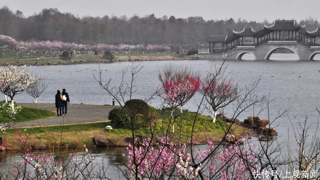 美哉！“东方美谷”第八届上海梅花节，4万株梅花在海湾国家森林公园等你来寻