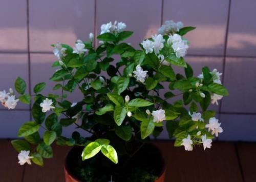 盆栽|浇这几样水溶液,居家盆栽茉莉,无需担心开花少的问题