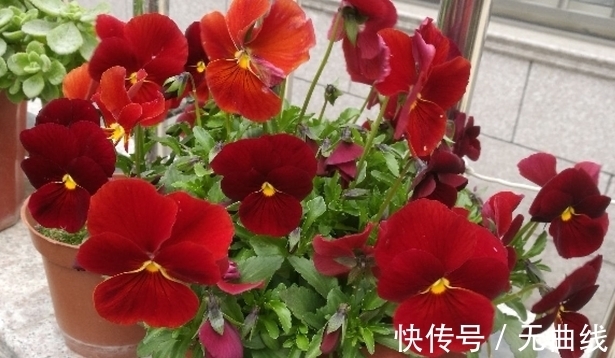 农历9月初4寒露后,养什么花?以下3种花,心想事成万事如意