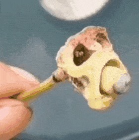 |莲蓬神似植物大战僵尸 像极了各种搞笑表情包