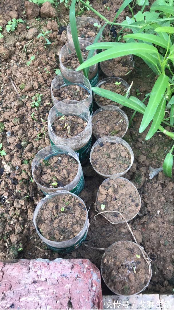 土里加点酸酸水,盆土软得像发糕,养花透气不烂根